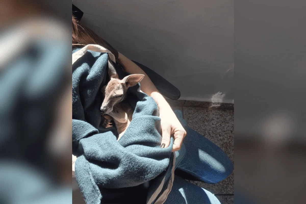 Ela recebeu mamadeiras, controle da temperatura do leite, banhos de sol, pesagens e estímulos fisiológicos Ela recebeu mamadeiras, controle da temperatura do leite, banhos de sol, pesagens e estímulos fisiológicos