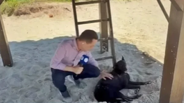 cão micael, irmão de orelha