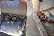Durante o cumprimento de um mandado de busca e apreensão, os policiais encontraram diversos galos de raça, medicamentos, biqueiras e outros materiais utilizados na prática criminosa de maus-tratos a animais