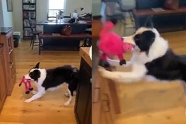Cachorro enlouquece ao ouvir música favorita - Metrópoles