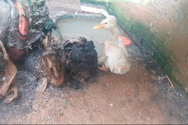 Imagem colorida mostra ganso em zoológico clandestino em Santa Catarina - Metrópoles
