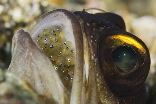 Alguns peixes machos incubam ovos de outros peixes na boca