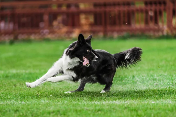 cachorro border collie preto correndo