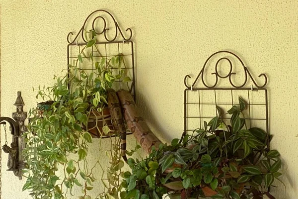 Vídeo: família encontra jiboia enrolada sobre vaso de planta em casa no Lago Sul
