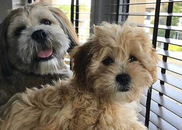 Latam aumenta restrições para levar cães e gatos nos aviões. Confira