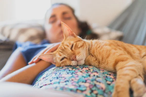 Imagem colorida de gato amarelo dormindo