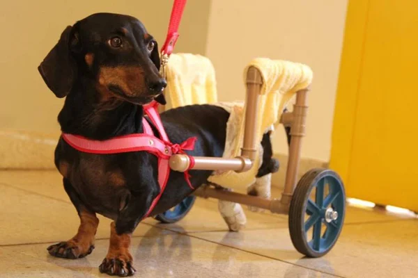 Aprenda a montar um carrinho de rodas para os pets