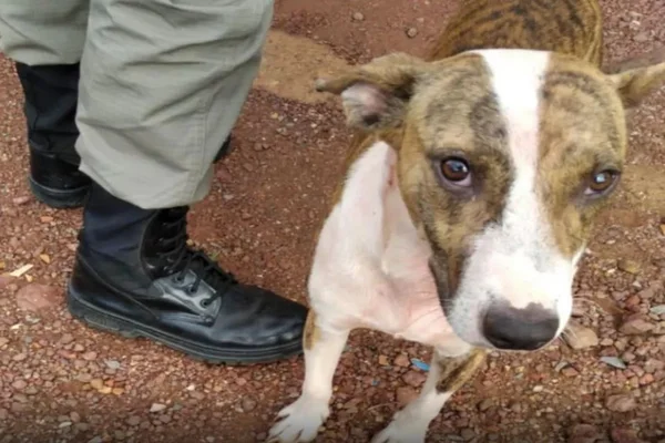 Cão ataca e impede que bandido continue esfaqueando avó e neta