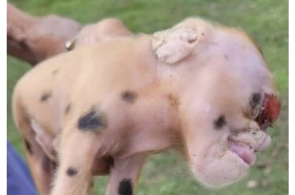 imagem colorida porco nasce rosto deformado acre
