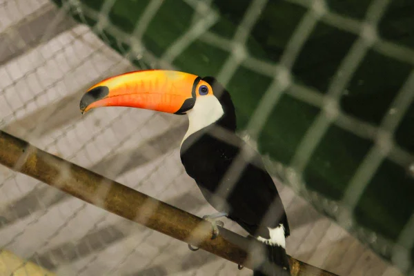 Foto colorida de animal silvestre resgatado no Rio de Janeiro - Metrópoles
