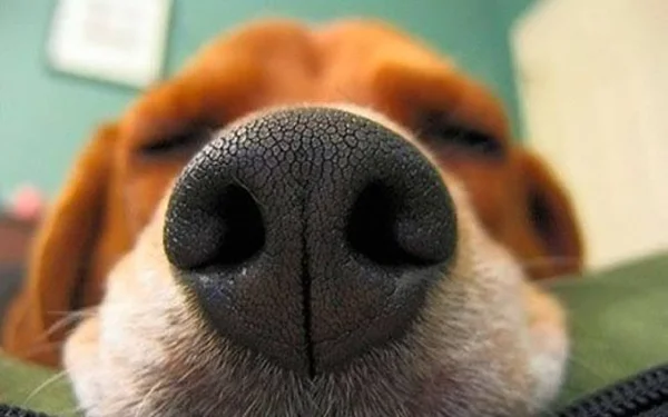 10 coisas que você nem imaginava que os cães conseguem farejar