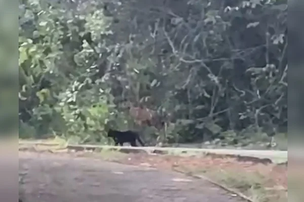 Ibram afirma que “onça-preta” avistada na Ermida Dom Bosco era um gato
