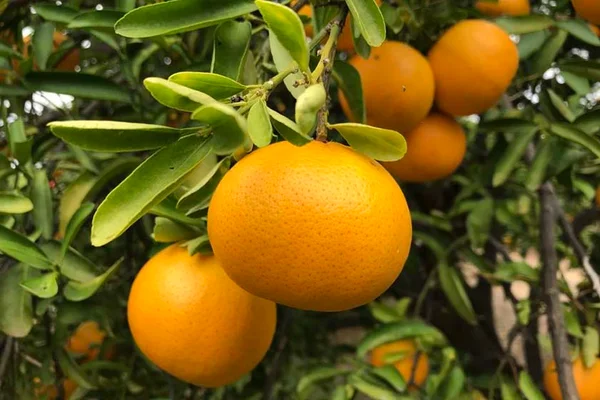 Conheça o tangelo: fruta cítrica brasileira mais doce que a laranja