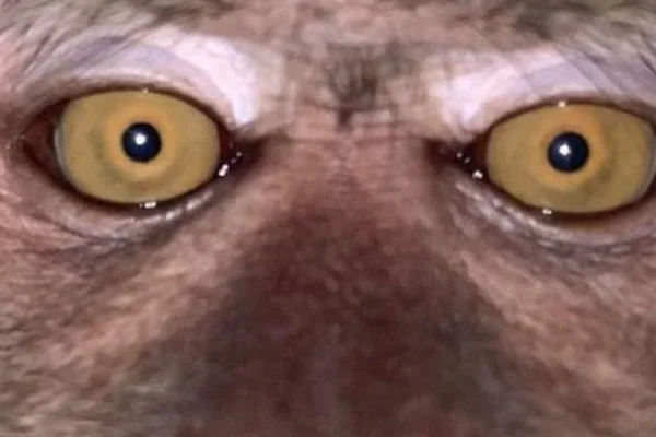 Selfie de macaco