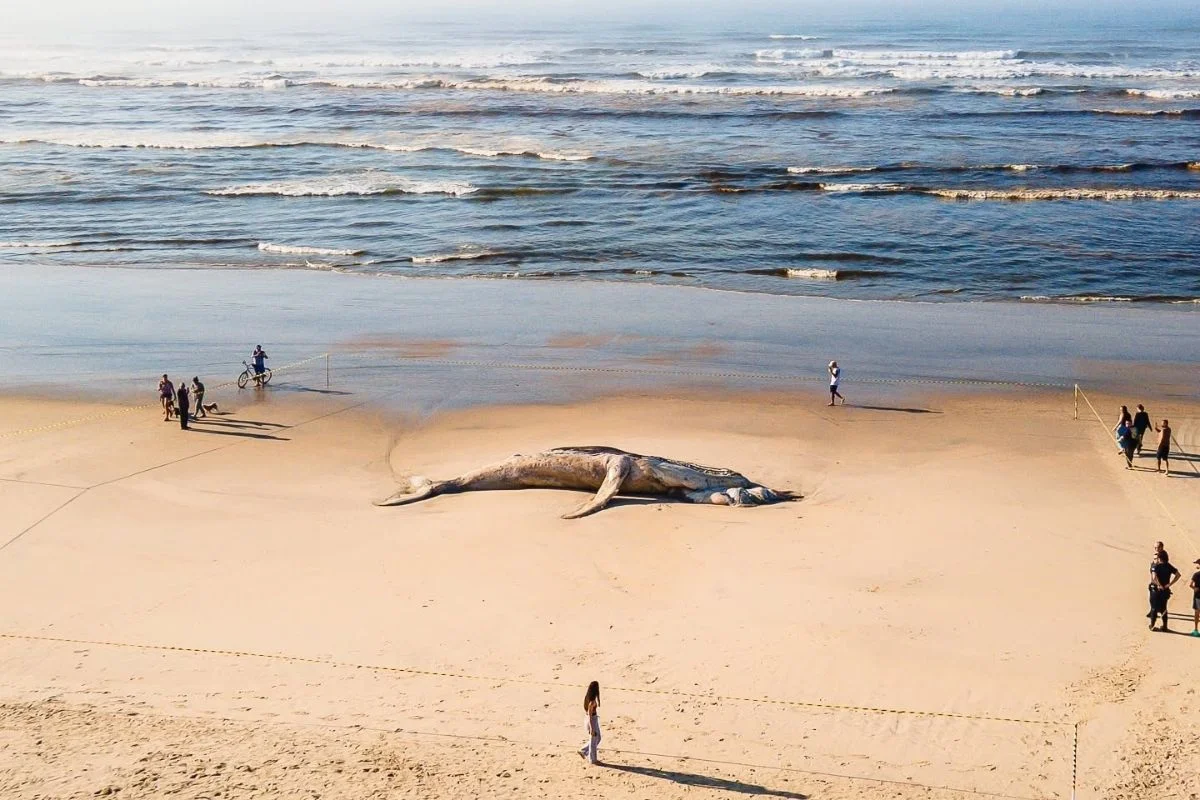 Baleia-jubarte encalhada em praia de Itanhaém Baleia-jubarte encalhada em praia de Itanhaém
