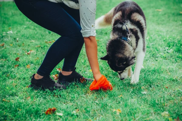 foto colorida mulher recolhendo fezes de cachorro