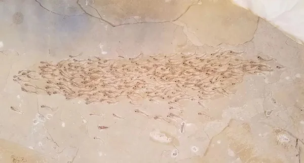 foto de um fóssil de centenas de peixes