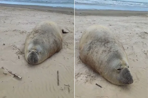 Elefante-marinho em praia de Santa Catarina