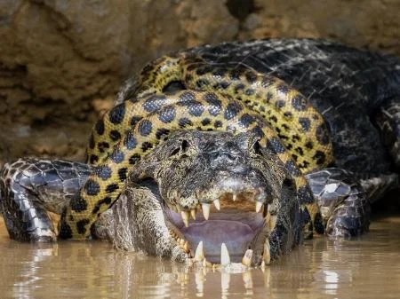 Sucuri tenta estrangular jacaré no Pantanal