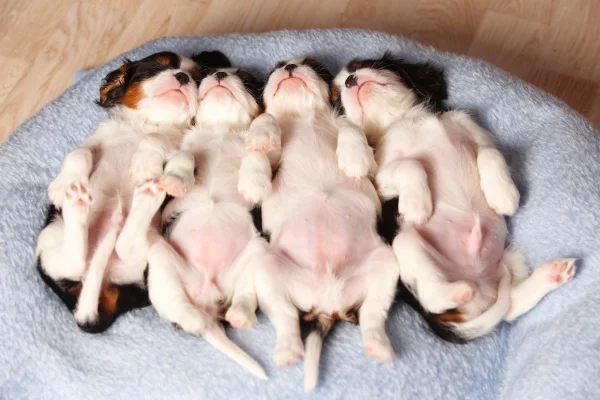 cachorros de barriga pra cima