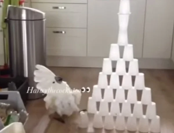 Cacatua derruba torre de copos plásticos e bomba na internet