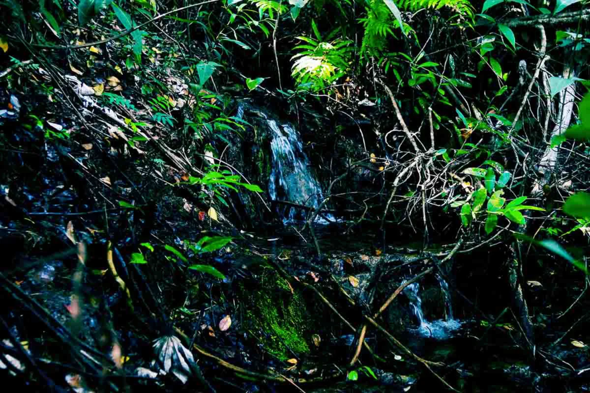 O projeto se tornou um exemplo de parceria entre empresa, comunidade e meio ambiente O projeto se tornou um exemplo de parceria entre empresa, comunidade e meio ambiente