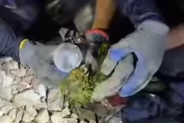 imagem colorida de resgate de papagaio sob os escombros dos terremotos na Venezuela