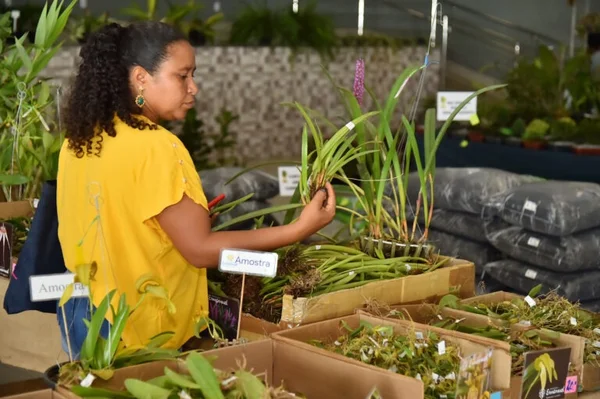 Imagem colorida mostra exposição de orquídeas em Aparecida de Goiânia (GO) - Metrópoles