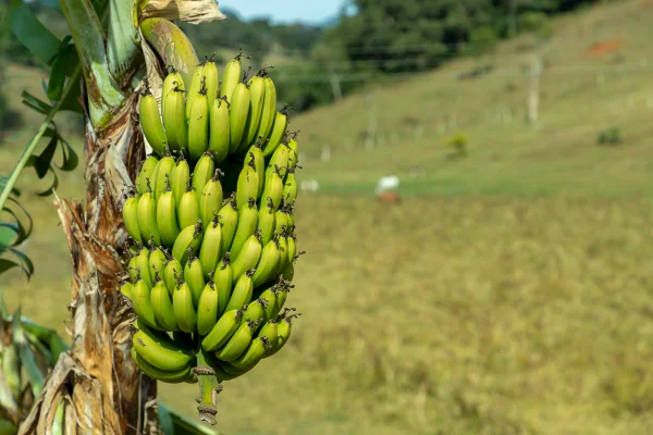 Foto colorida de uma penca de bananas verdes em uma bananeira
