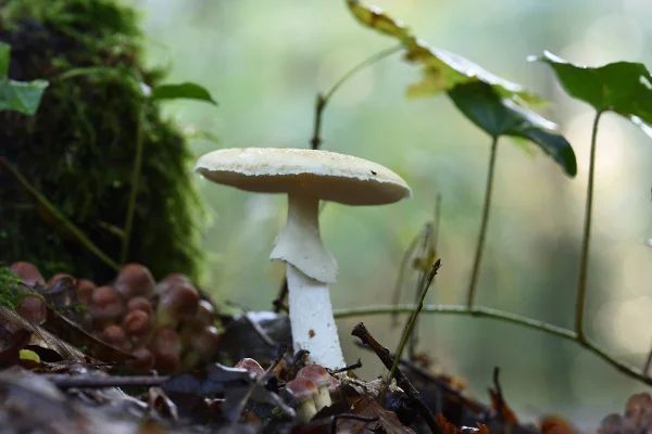 Foto colorida de Chapéu-da-morte (Amanita phalloides), cogumelo venenoso. Mortais: conheça os 5 cogumelos mais venenosos do mundo