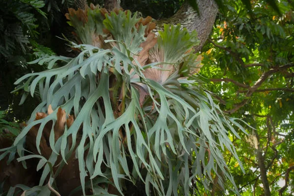 Fã de plantas? Conheça uma espécie que é tendência em ambientes externos