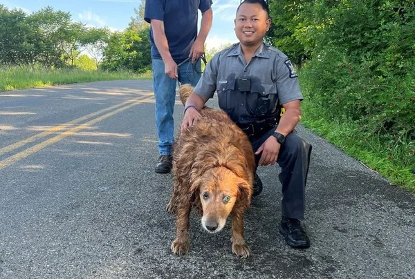 Cachorra é resgatada em tubulação de esgoto após 2 dias presa