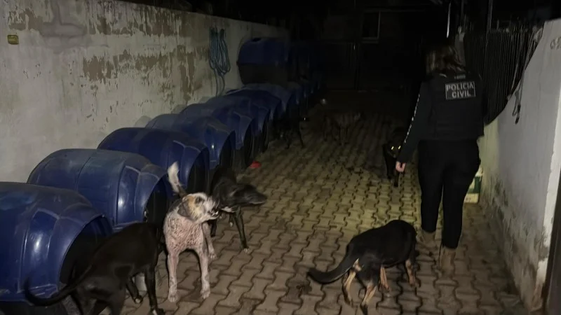 Ex-secretária de Bem-Estar Animal é presa por “eutanásia via Pix” - imagem 12 Ex-secretária de Bem-Estar Animal é presa por “eutanásia via Pix” - imagem 12
