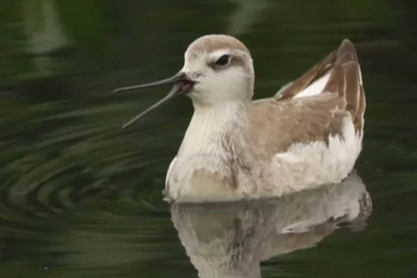 Originário dos EUA, o pássaro Pisa-n'água (Phalaropus tricolor) foi encontrado por um biólogo em canal de Parque do Bitaru, em São Vicente - Metrópoles