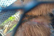 O animal silvestre foi levado para o Zoo 