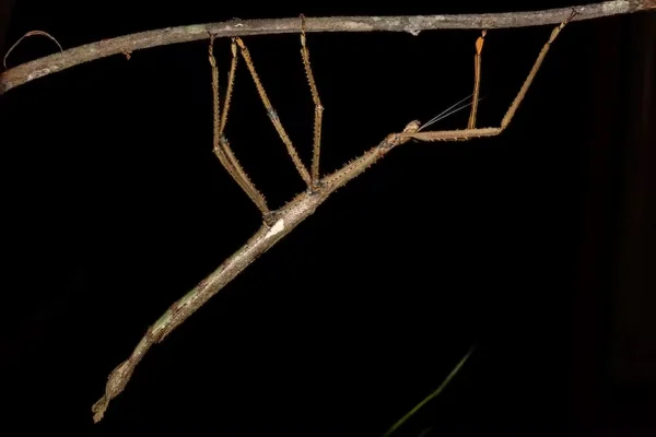 Imagem colorida de maior espécie de inseto-pau encontrada na Austrália