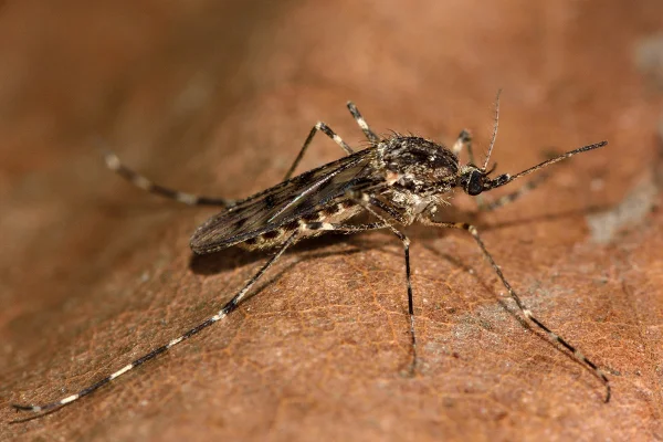Imagem colorida mostra mosquito Culiseta annulata - Metrópoles