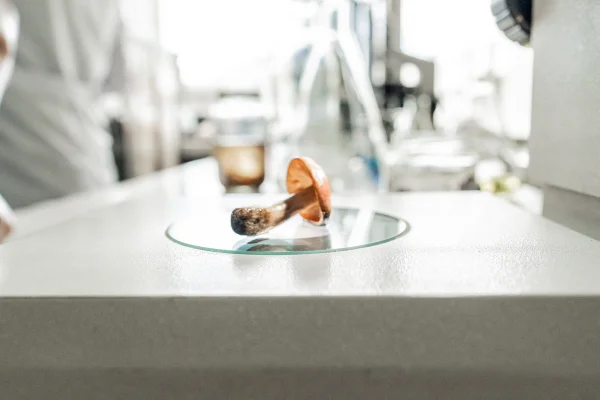 Foto colorida de cogumelo em laboratório - Metrópoles