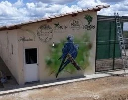 Ararinhas-azuis no sertão baiano