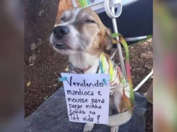 Foto colorida de cachorrinha