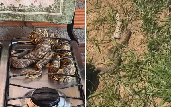 imagem colorida de cascavel encontrada em fogão - Metrópoles