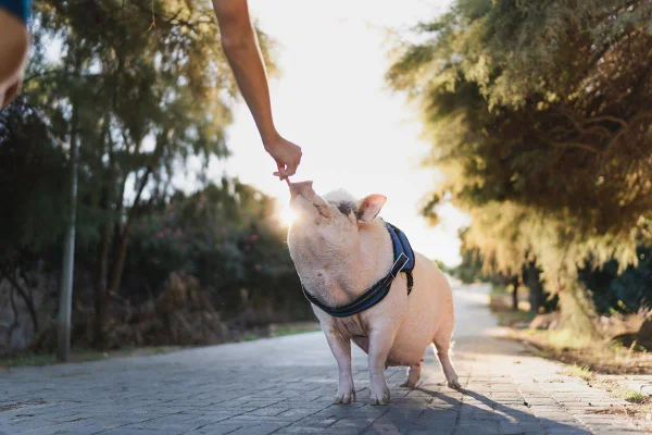 Foto de um porco na rua - Metrópoles