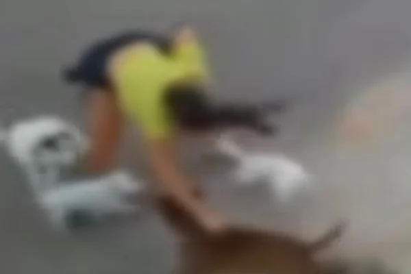 Mulher segura pitbull pela coleira para defender cachorros