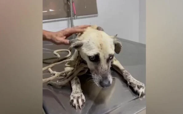 Cães em situação de maus-tratos são resgatados em cidade de Sergipe