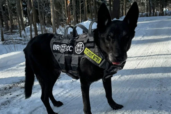 Hurricane, cão policial mais condecorado dos EUA, morre aos 16 anos