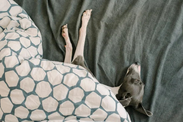Dorme com seu cão? Médica diz a quais doenças você está suscetível