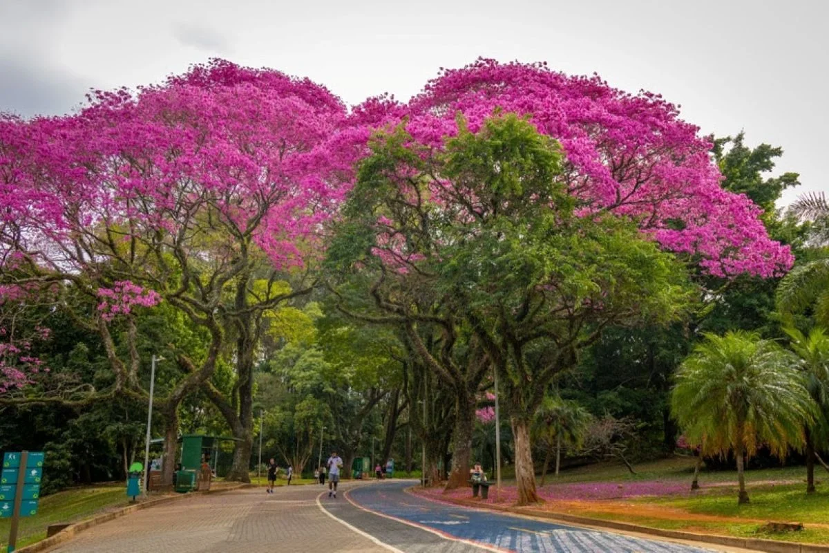 72 Ano do Parque Ibirapuera 72 Ano do Parque Ibirapuera