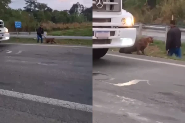 Colagem colorida de homem puxando onça parda pelo rabo em rodovia do interior - Metrópoles