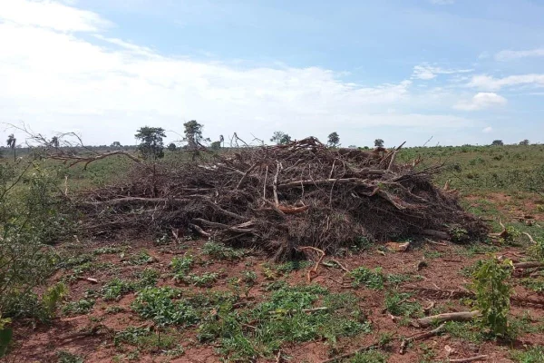 foto colorida de área de vegetação nativa desmatada em Marabá Paulista (SP) - Metrópoles