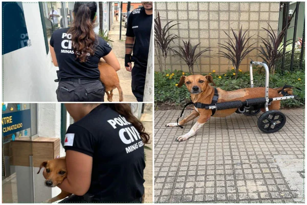 Tragédia em MG: cadela paraplégica é resgatada de enchente em Ubá